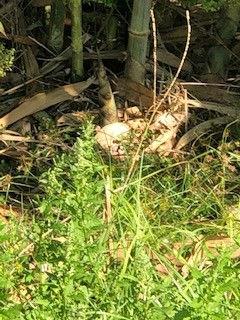 Avon Park Bamboo Farming 
