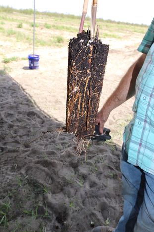 Bamboo Farm in Fort Meade, FL