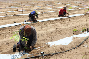 Bamboo Farm in Fort Meade, FL
