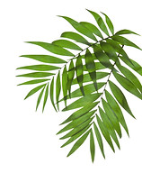 Palm Tree Leaves