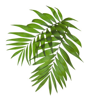 Palm Tree Leaves