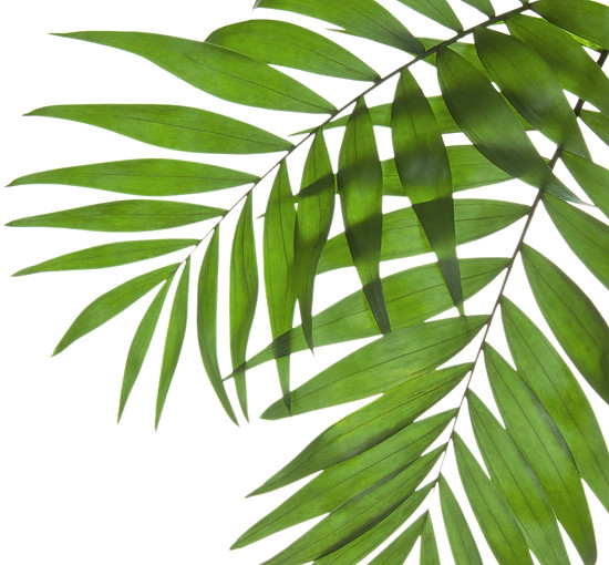 Palm Tree Leaves