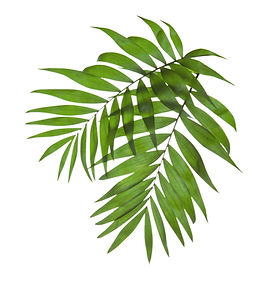 Palm Tree Leaves