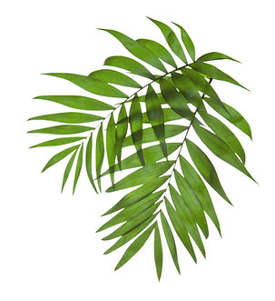 Palm Tree Leaves