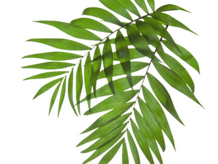 Palm Sunday - 28th March 2021