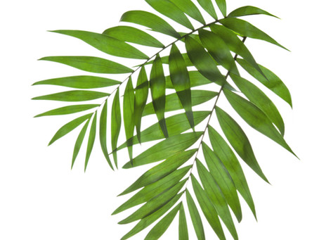 Palm Sunday
