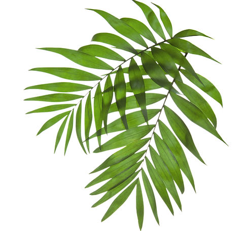 Green foliage