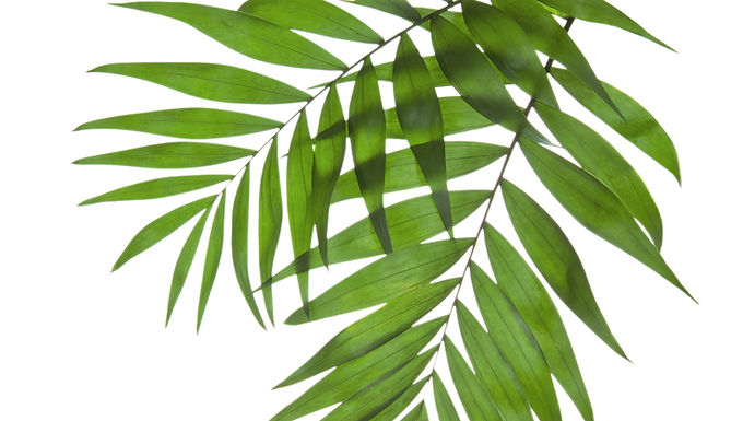 Palm Sunday - April 5th, 2020