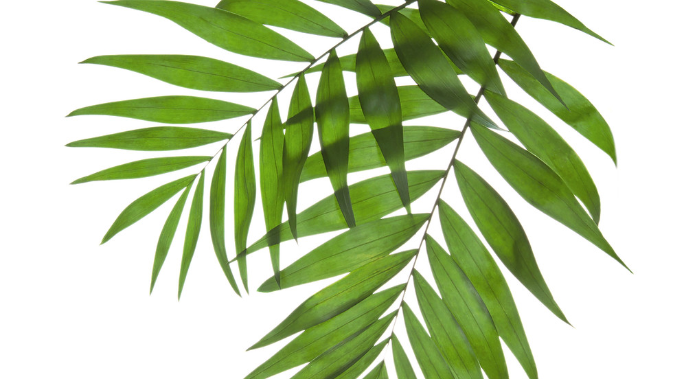 Palm/Passion Sunday