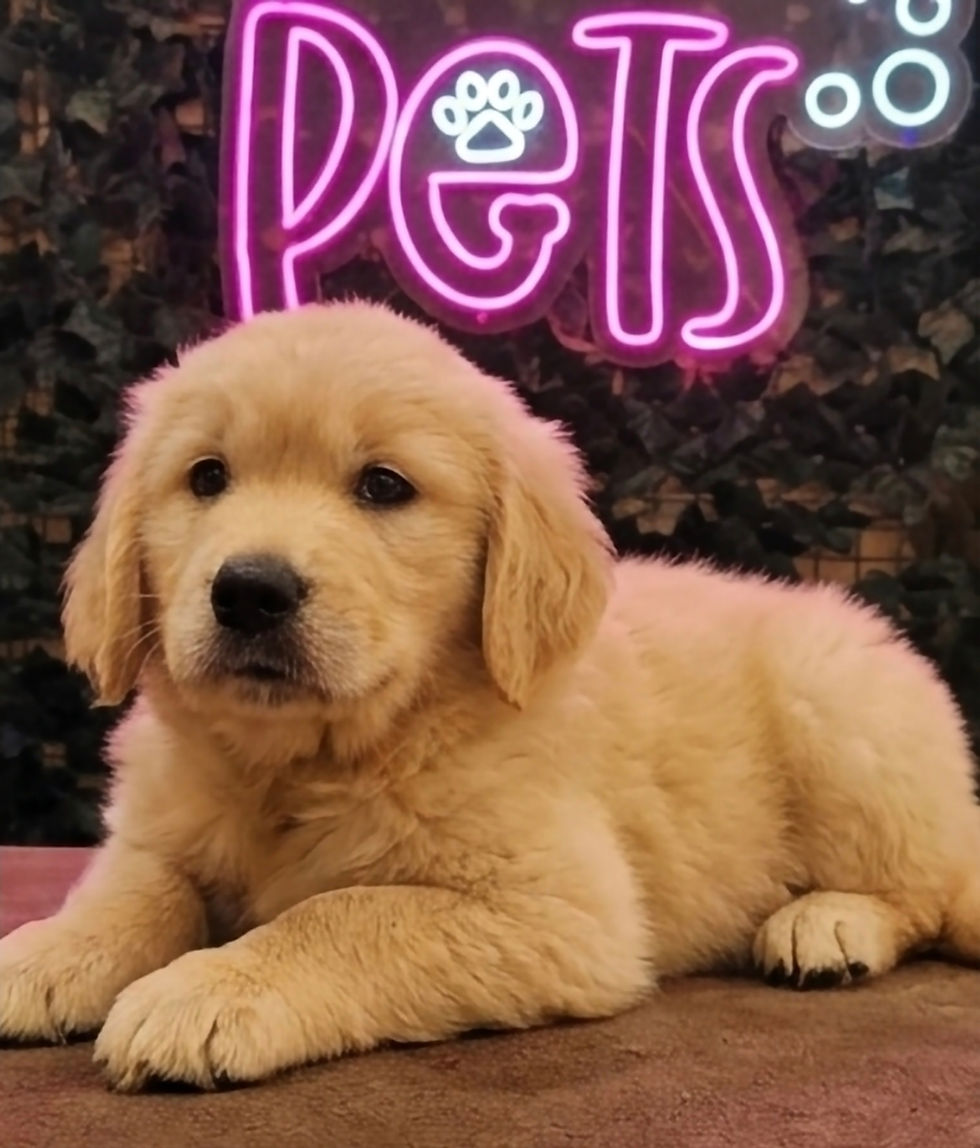 Adorable Golden Retriever puppy with fluffy golden coat