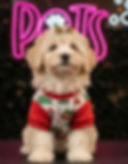 Bella – adorable Toy Maltipoo puppy girl with soft fur and sweet expression.