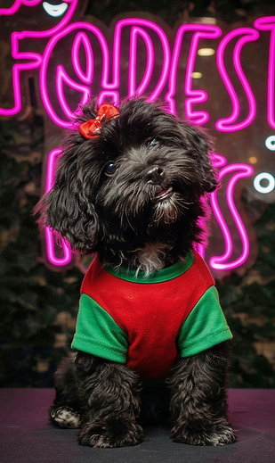 Tia – Maltipoo Puppy Girl “Midnight Cutie”