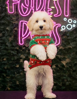 Arlo – Maltipoo Puppy Boy “Sweet Soul”