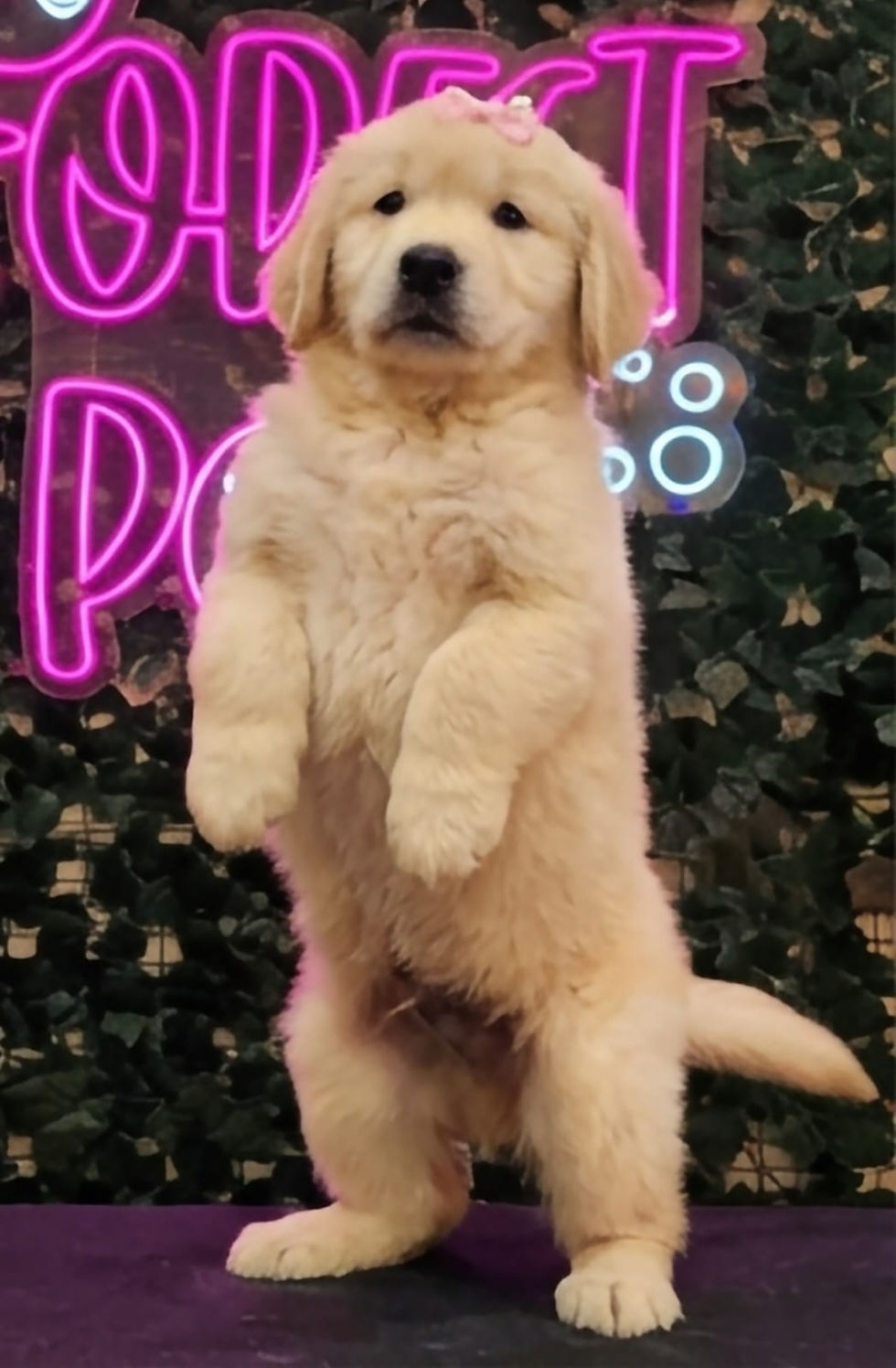 Golden Retriever for sale Dubai