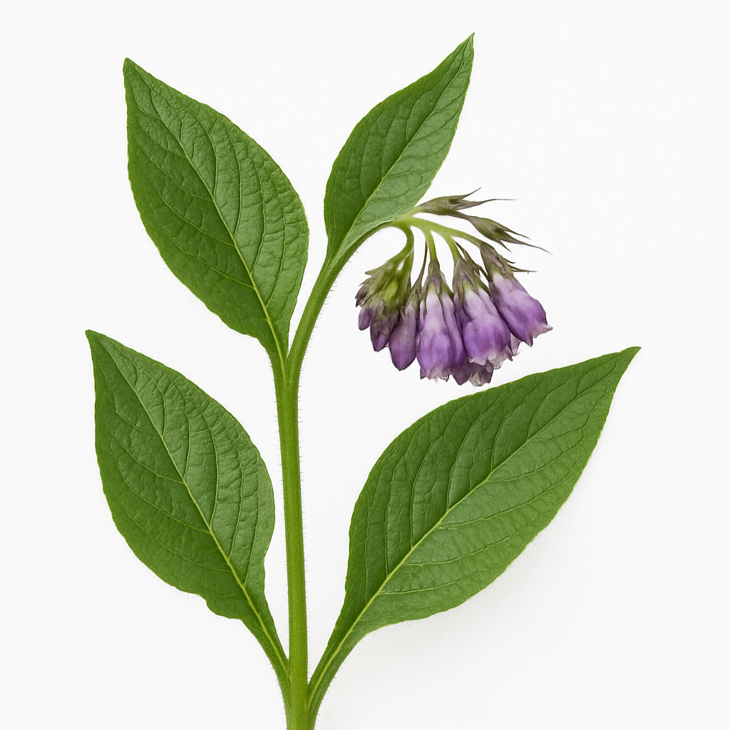 Comfrey (Symphytum officinale)