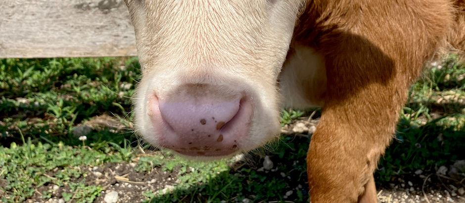 a brown calf with a white face