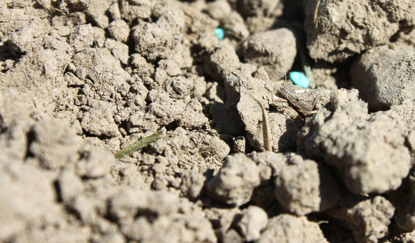 close up of seed planted in fresh soil