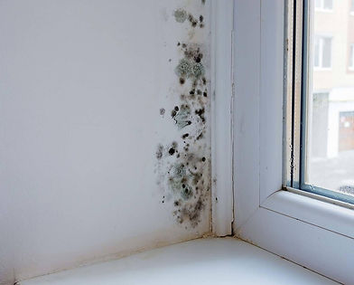 Mold on wall BioSweep UK