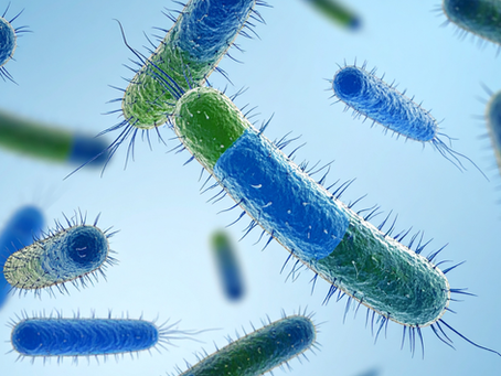 Legionnaires Bacteria