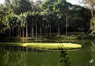 Escolhendo a sombra que nos cobre