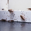 A lot of cockroaches are sitting on a white wooden shelf.The German cockroach (Blattella g