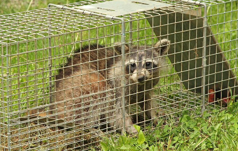 Raccoon, Procyon lotor, in an animal trap.jpg