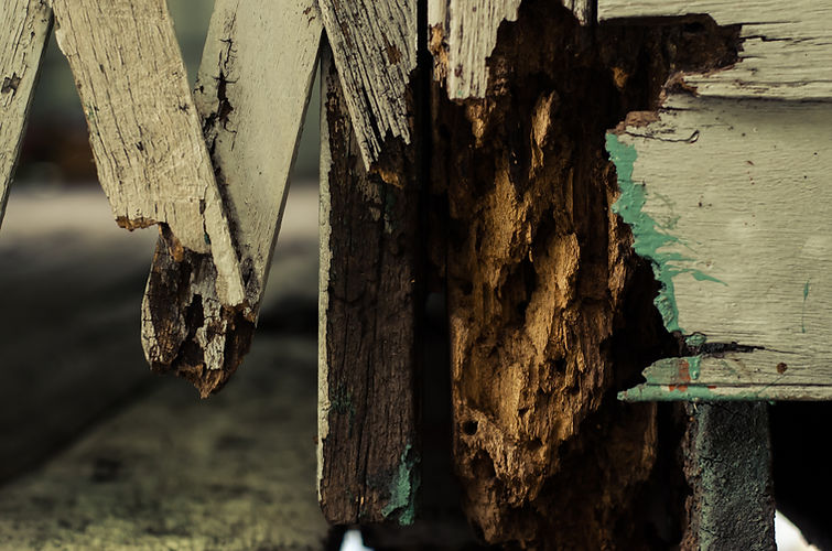Termites eat wood.jpg