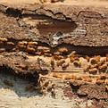 Termites are eating the wood of the house. They destroy houses, wooden parts and destroy w