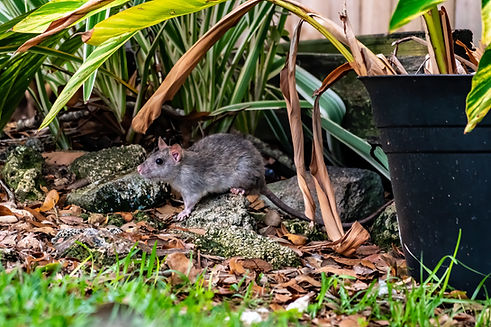Rat with a long tail in a neighborhood back yard - Florida.jpg