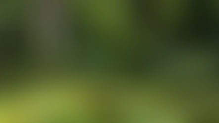 A view of the landscape in the Amazon forest. Photo: Pixabay/Tneto