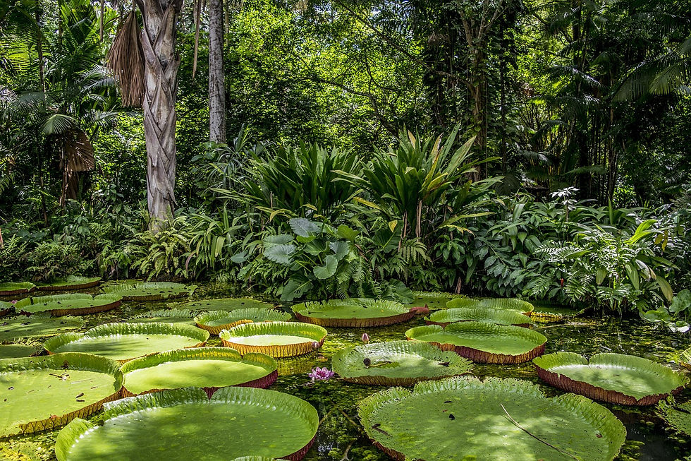 A view of the landscape in the Amazon forest. Photo: Pixabay/Tneto