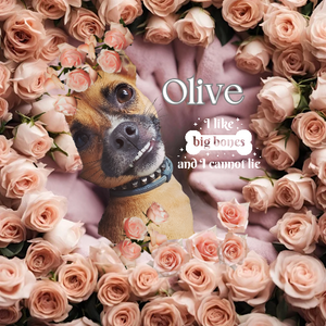 A whimsical portrait of a small dog named Olive, surrounded by a soft pink blanket and a vibrant frame of blush-colored roses. Olive wears a playful expression, with text overlay reading, "I like big bones and I cannot lie," adding a touch of humor and charm. Perfect for pet lovers and whimsical art enthusiasts.