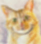 ginger cat.jpg