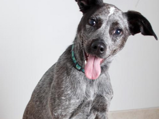 Second Hand Hounds is moving to a new home