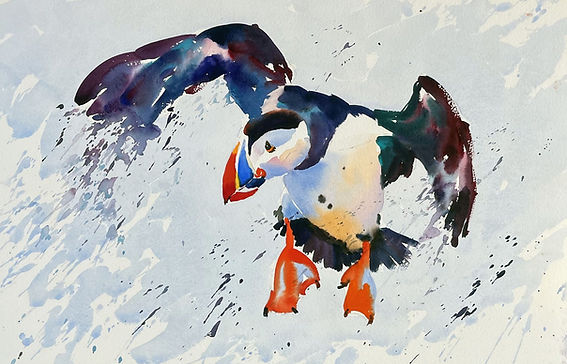 Puffin.jpg