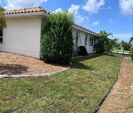 St. Augustine Floratam sod installation in Florida.