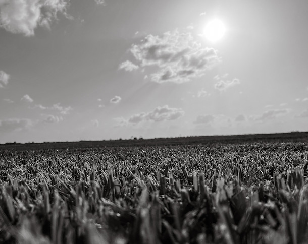 A sod farm growing premium-quality St. Augustine Floratam sod.