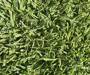 Beautiful green St. Augustine Floratam sod.