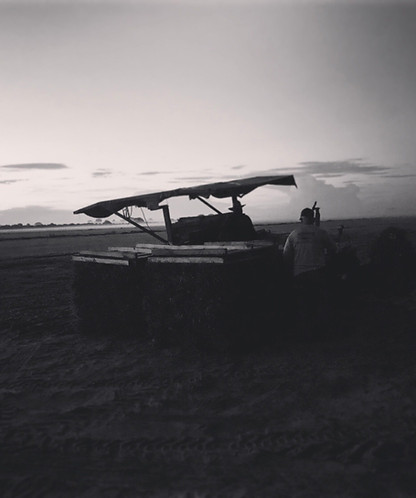 A sod harvesting tractor unloading pallets of freshly cut St. Augustine Floratam sod.