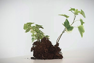 A young plant with exposed roots growing in multiple directions — symbolising the nonlinear and internal nature of leadership growth before promotion or recognition.