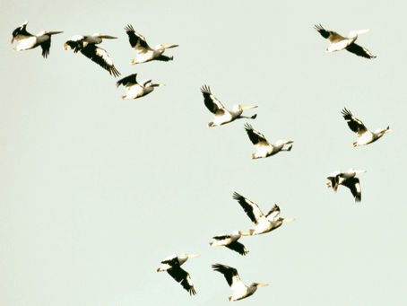 A flock of birds flying in coordinated formation, symbolizing distributed leadership in small businesses. Represents teamwork, shared responsibility, and reducing founder dependency to increase value.