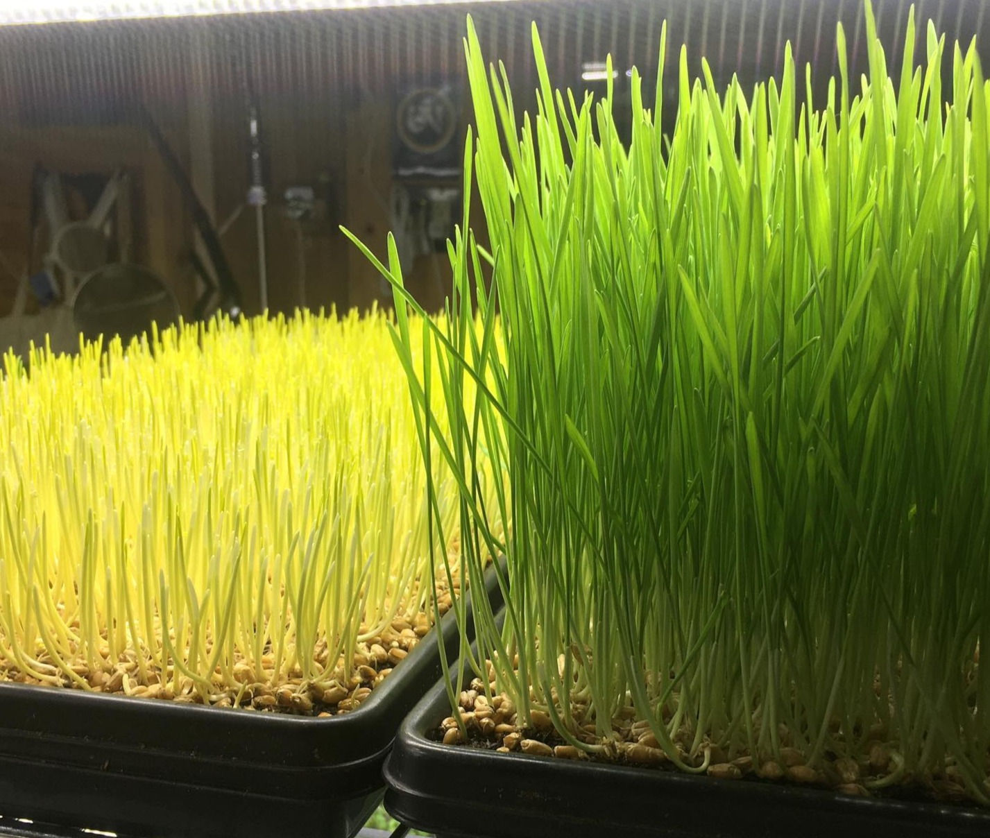 Wheatgrass Live 10"x 20" tray