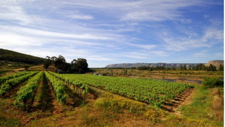 Navigator starts market analysis of the German wine sector