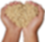 GOH - grains in hands.png
