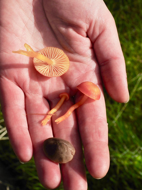 Mushrooms in hand