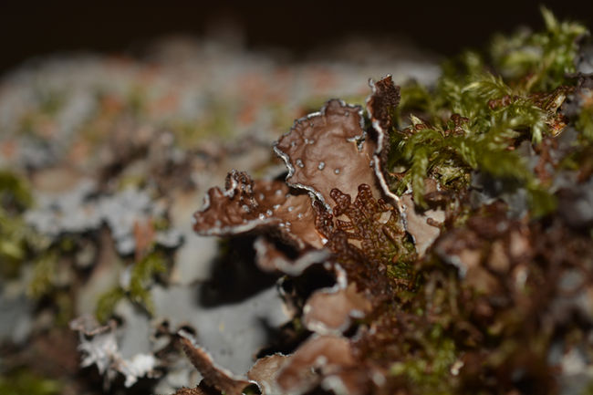 Pseudocyphellaria norvegica, the Norwegian specklebelly (A nationally scarce species!)