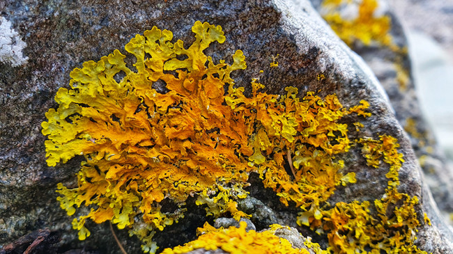 lichen