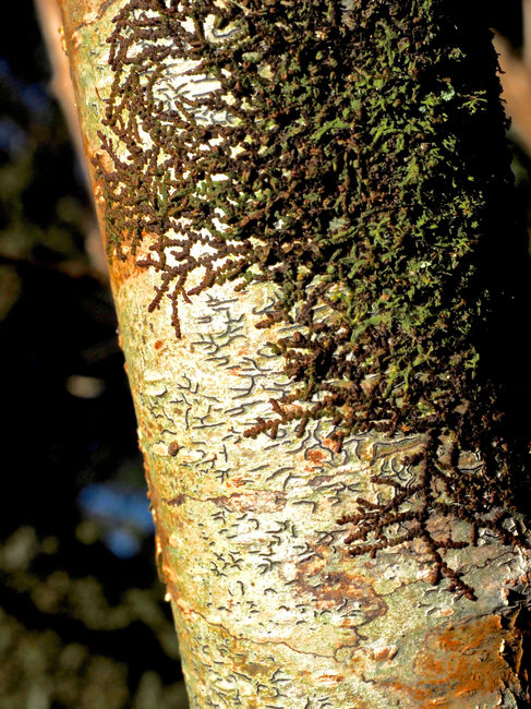 Moss & Lichen Event