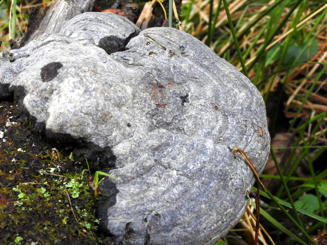 Tinder Fungus