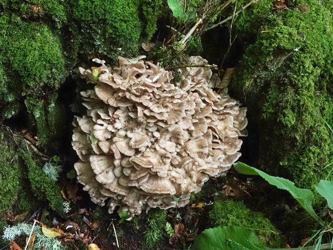 Hen of the Woods